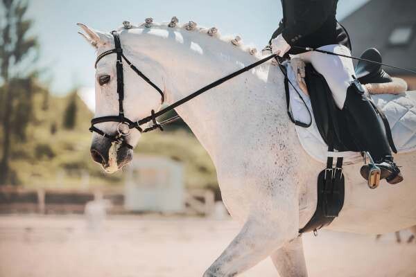 mortality and theft of horse